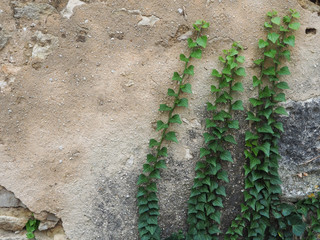 mur au lierre