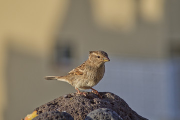 Sparrow on a stone