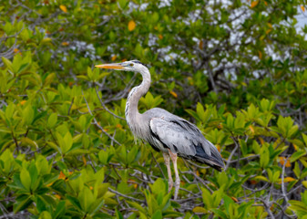 Great Blue Heron Galapagos