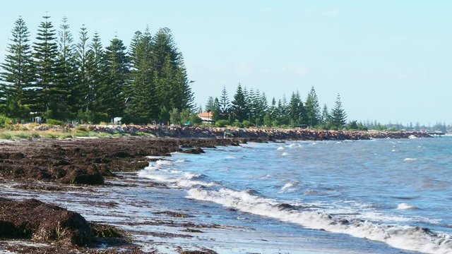 Waves breaking onto windswept beach covered in mounds of seaweed. medium