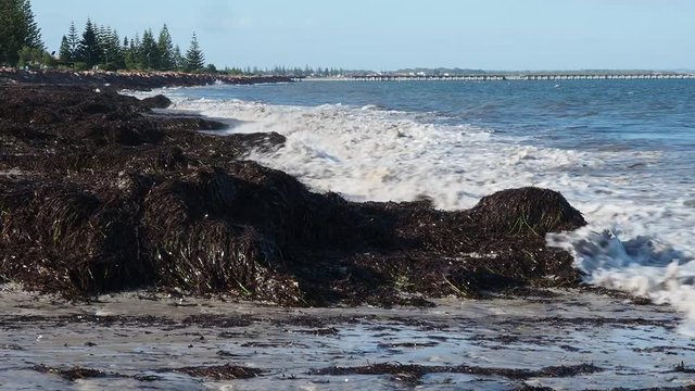 Waves breaking on beach covered in mounds of seaweed. Water in foreground, wide