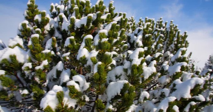Camera pans over snowy white forest and snow covered green pine trees in Reykjavik, Iceland