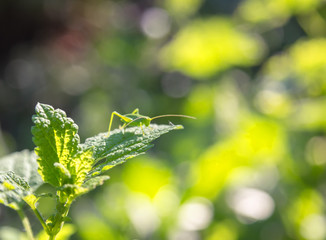  Green grasshopper on the plant