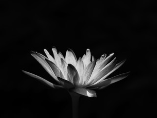 black and white lotus