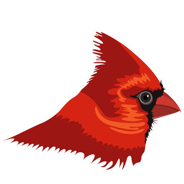 Realistic image of the head of a Red cardinal bird. Vector.