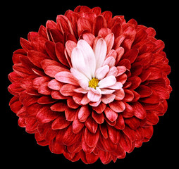 bright red flower  chrysanthemum on the black isolated background with clipping path  no shadows. Closeup.  Nature.