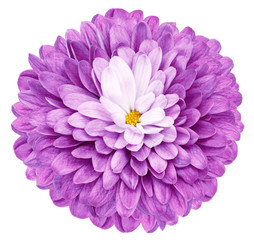 light pink flower  chrysanthemum on a white isolated background with clipping path  no shadows. Closeup.  Nature.