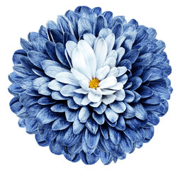 vintage blue  flower  chrysanthemum on a white isolated background with clipping path  no shadows. Closeup.  Nature.