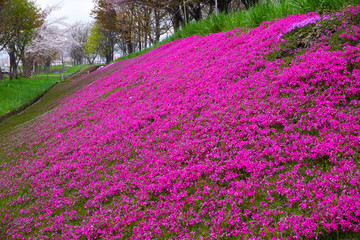 札幌の芝桜