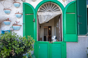Cute dalmatian dog looking over the bright green shutters door to the street in the old town of...