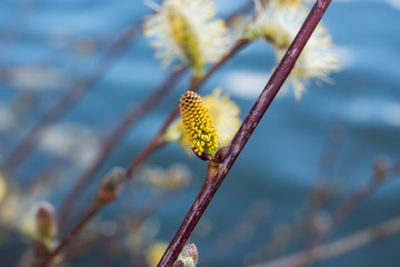 Willow Flowers in Bloom in Winter