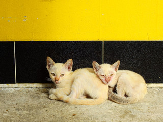 Fototapeta premium sleep cat on street floor