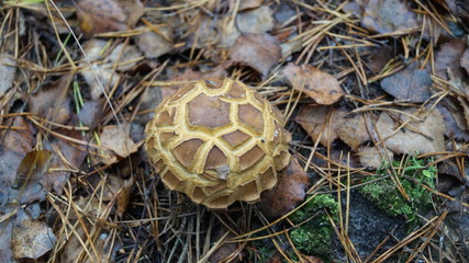 mushroom