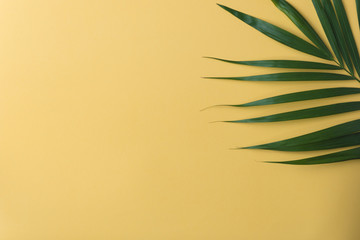 Fototapeta na wymiar sunshine on palm tree leaf.vacation summer.top view background.minimal background