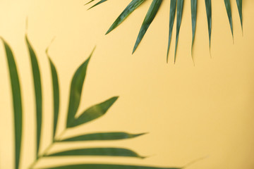 Fototapeta na wymiar sunshine on palm tree leaf.vacation summer.top view background.minimal background