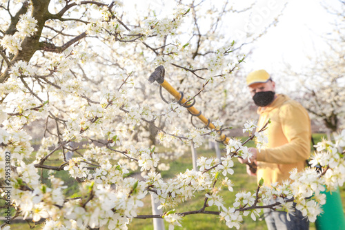 Diseases, Insects and Spraying Fruit Trees in the Orchard