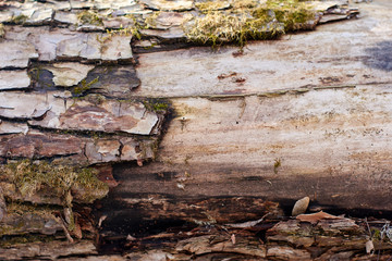 Moss covered wood. close-up.