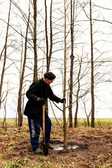 Man plants tree, hands with shovel, watering, environment and ecology concept.