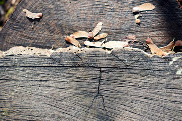 Closeup of a Cross section of tree trunk