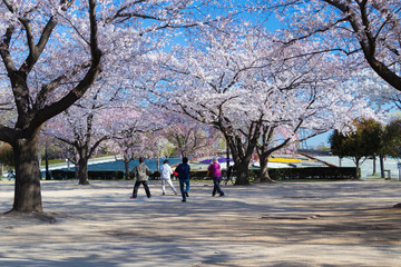 Fototapeta premium 満開の桜の花の下で太極拳