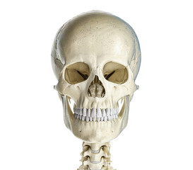 Human skull  viewed from the front.