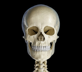 Obraz premium Human skull viewed from the front.