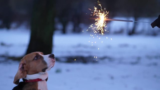 Disappointed young dog look with distrust to burning sparkler stick