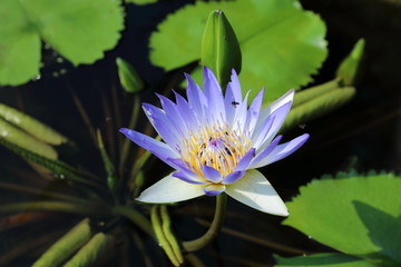 Nymphaea caerulea. Blue Lotus flower with insects on it