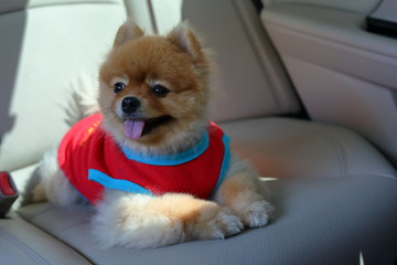 happy pomeranian dog cute pet in vehicle car travel road trip
