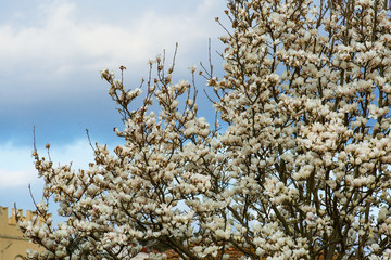 Magnolia blossom in italy.