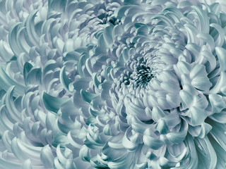 Floral white-turquoise  background. Flower blue chrysanthemum close-up. Chrysanthemum petals. Nature.