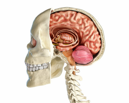 Human skull mid sagittal cross-section.