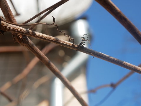 Polonne / Ukraine - 6 February 2019: Grape vine curled tendril detail in spring. Tendril of grapes, close up macro photo image on abstract background, great illustration for wine bar, restaurant, enot