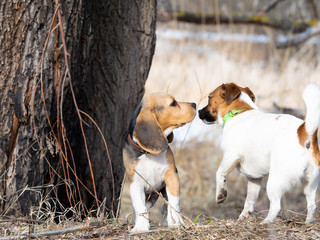 Two dogs met on a walk in the woods in the spring. Sniff each other. Beagle and Jack Russell Terrier met for a walk.