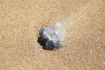 Fototapeta na wymiar Medusa thrown on the sandy beach.
