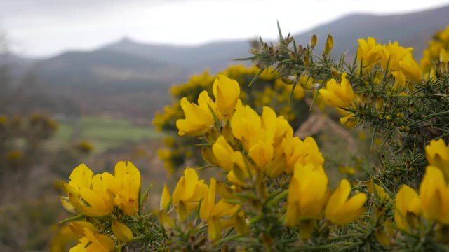 Push in close up shot of small lovely yellow flowers on gorse bush