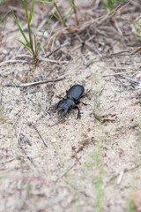 Escaravelho preto em ambiente natural.