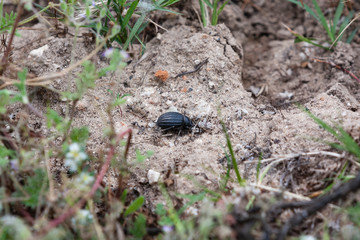 Escaravelho rola bosta no campo em busca de escrementos para fazer as suas bolas