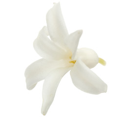 Fototapeta na wymiar White flower of hyacinth, isolated on white background