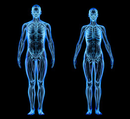 Man and woman muscle and skeletal systems. X-ray. - obrazy, fototapety, plakaty