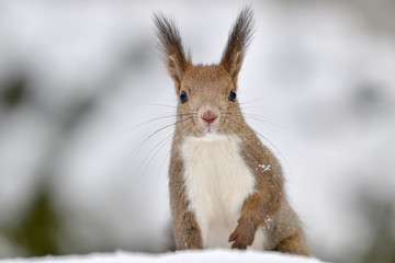 Fototapeta premium 冬のエゾリス