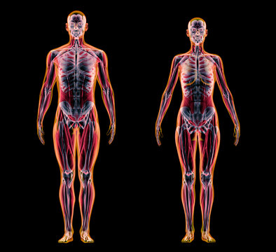 Man And Woman Muscle And Skeletal Systems. X-ray.