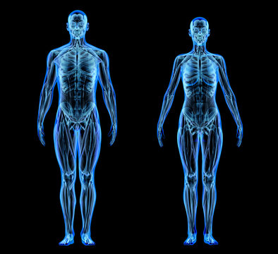 Man and woman muscle and skeletal systems. X-ray.