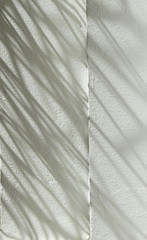 Obraz premium shadow tree on white wall