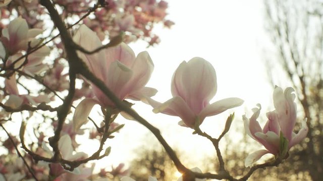 Magnolia blossom tree with little branch behind the sunset during the spring