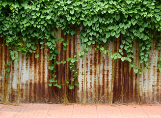 green ivy plant on zinc wall street