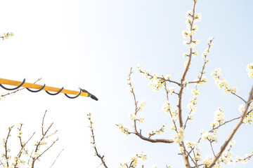 Disease and insect management in the fruit orchard. Fruit tree care.