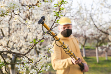  Agricultural worker spraying pesticide on fruit trees. Disease and insect management in the fruit orchard. Fruit tree care.