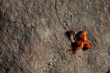 Maden am Angelhaken beim fischen