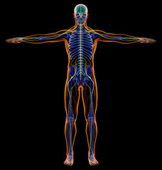 Man diagram x-ray nervous system.